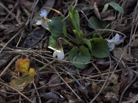 Image of White Violet