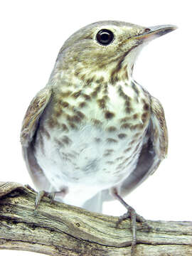 Image of Swainson's Thrush