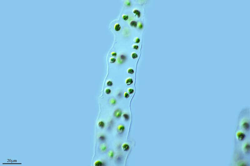 Image of Radiococcaceae