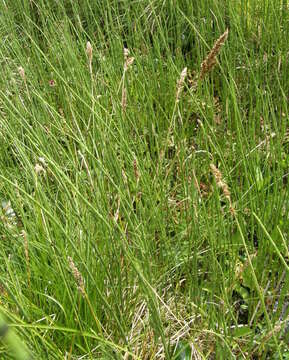 Plancia ëd Carex paniculata L.