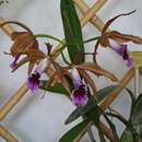 Image of Cattleya tenebrosa (Rolfe) A. A. Chadwick