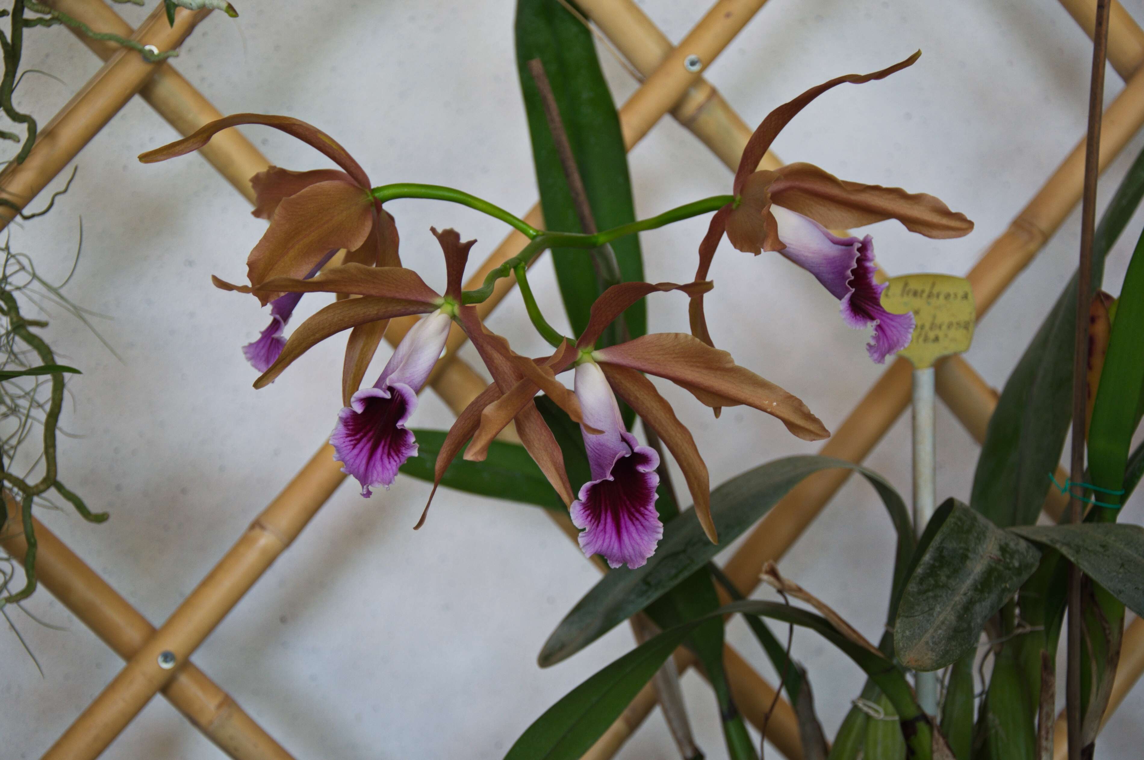 Image of Cattleya tenebrosa (Rolfe) A. A. Chadwick