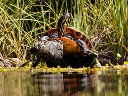 Image of Cooter Turtles