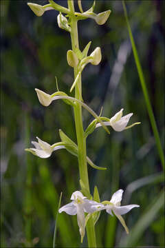 Image of Platanthera bifolia subsp. bifolia