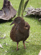 Image of Lord Howe wood rail