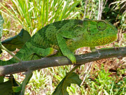 Image of chameleons