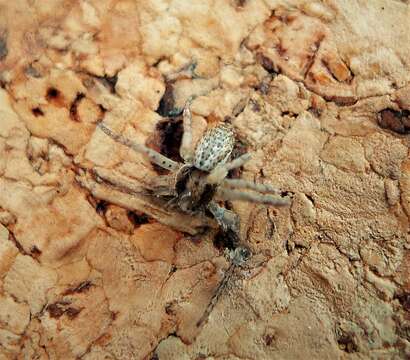 Image of Philodromus dispar Walckenaer 1826