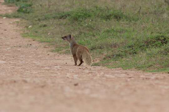 Image of Yellow Mongoose