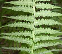 Image of Marsh Fern