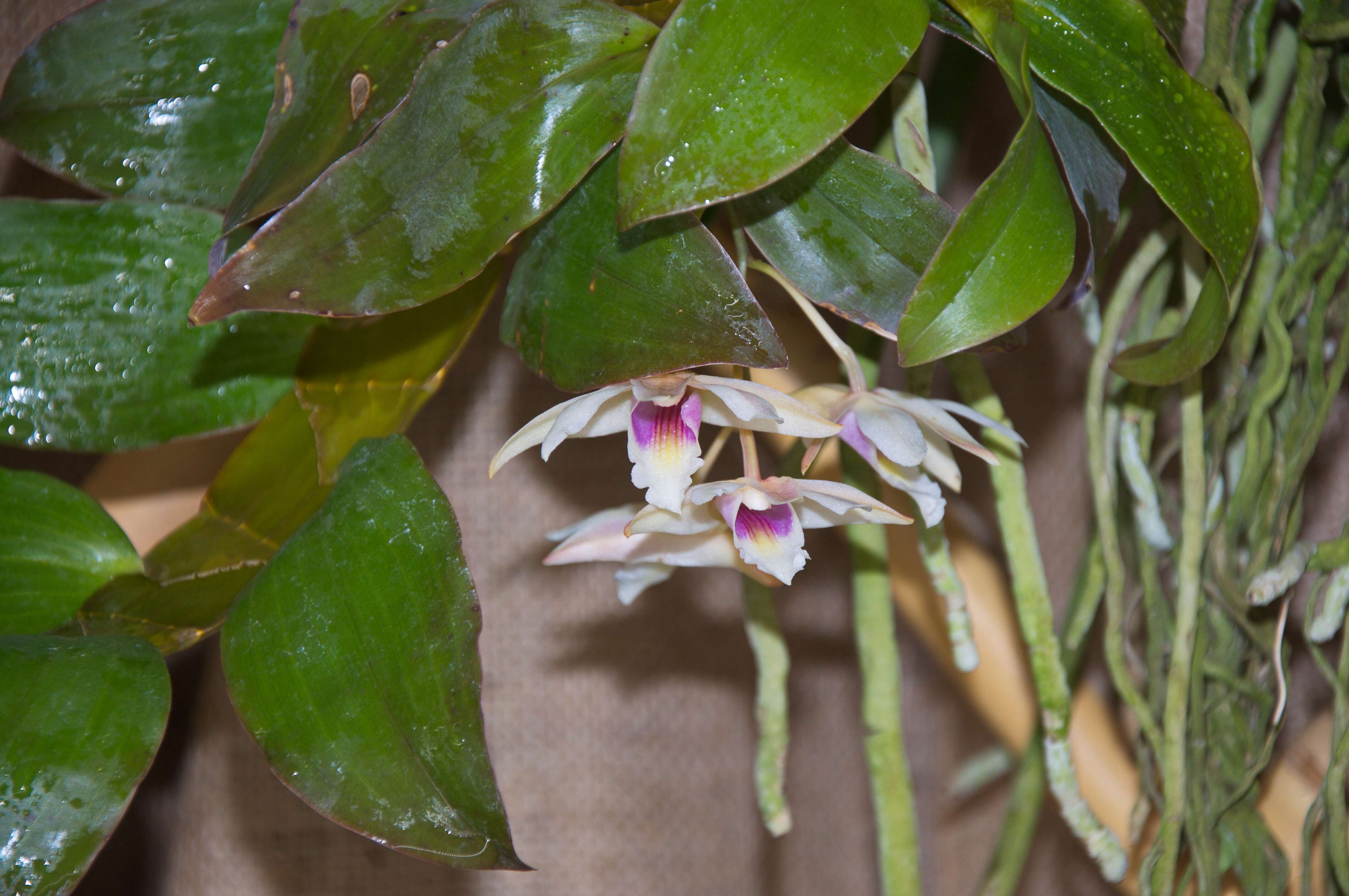 Image of Dendrobium platygastrium Rchb. fil.