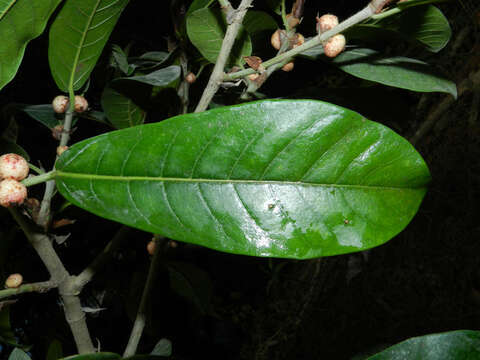 Image of Ficus costaricana (Liebm.) Miq.