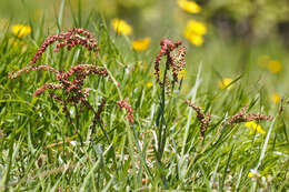 Image of Rumex nebroides Campd.