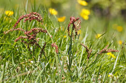 Imagem de Rumex nebroides Campd.