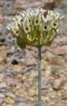 Image of milkweed