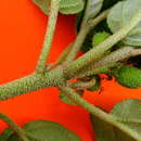 Sivun Croton heliotropiifolius Kunth kuva