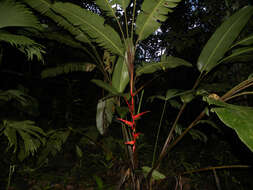 Image of Heliconia trichocarpa G. S. Daniels & F. G. Stiles