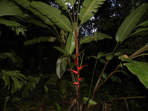 Image of Heliconia trichocarpa G. S. Daniels & F. G. Stiles