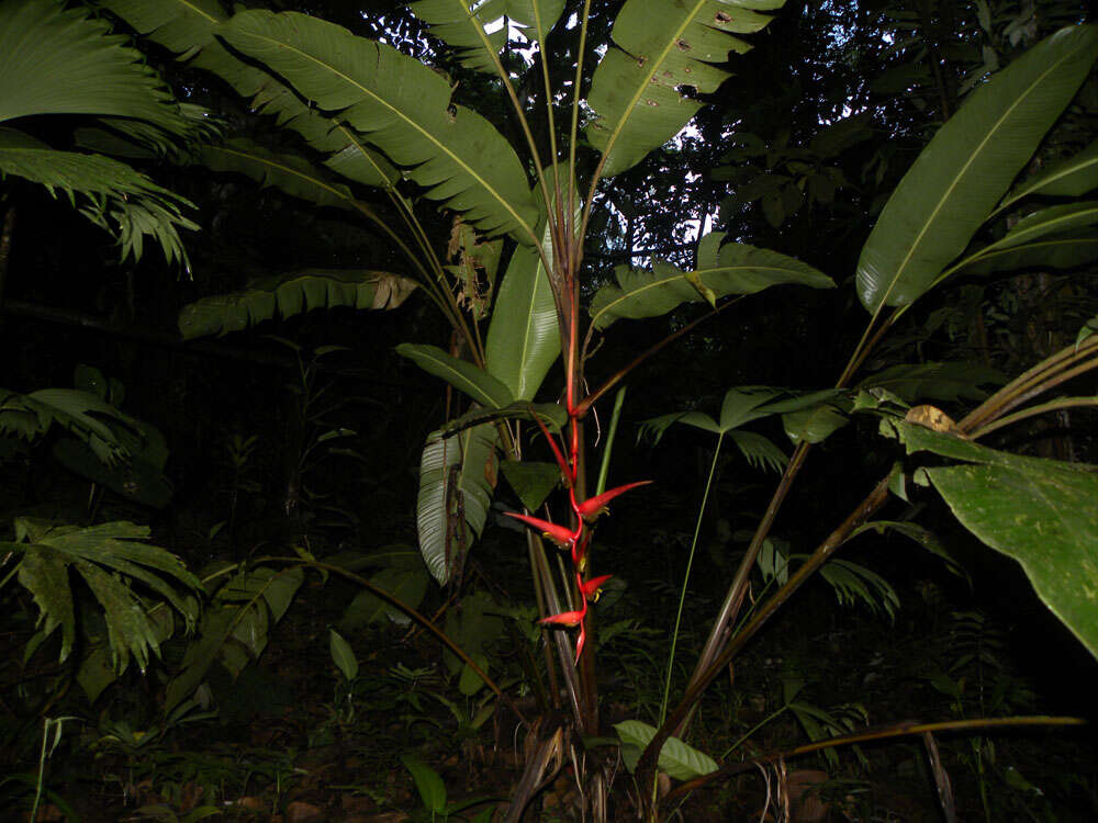 Image of Heliconia trichocarpa G. S. Daniels & F. G. Stiles