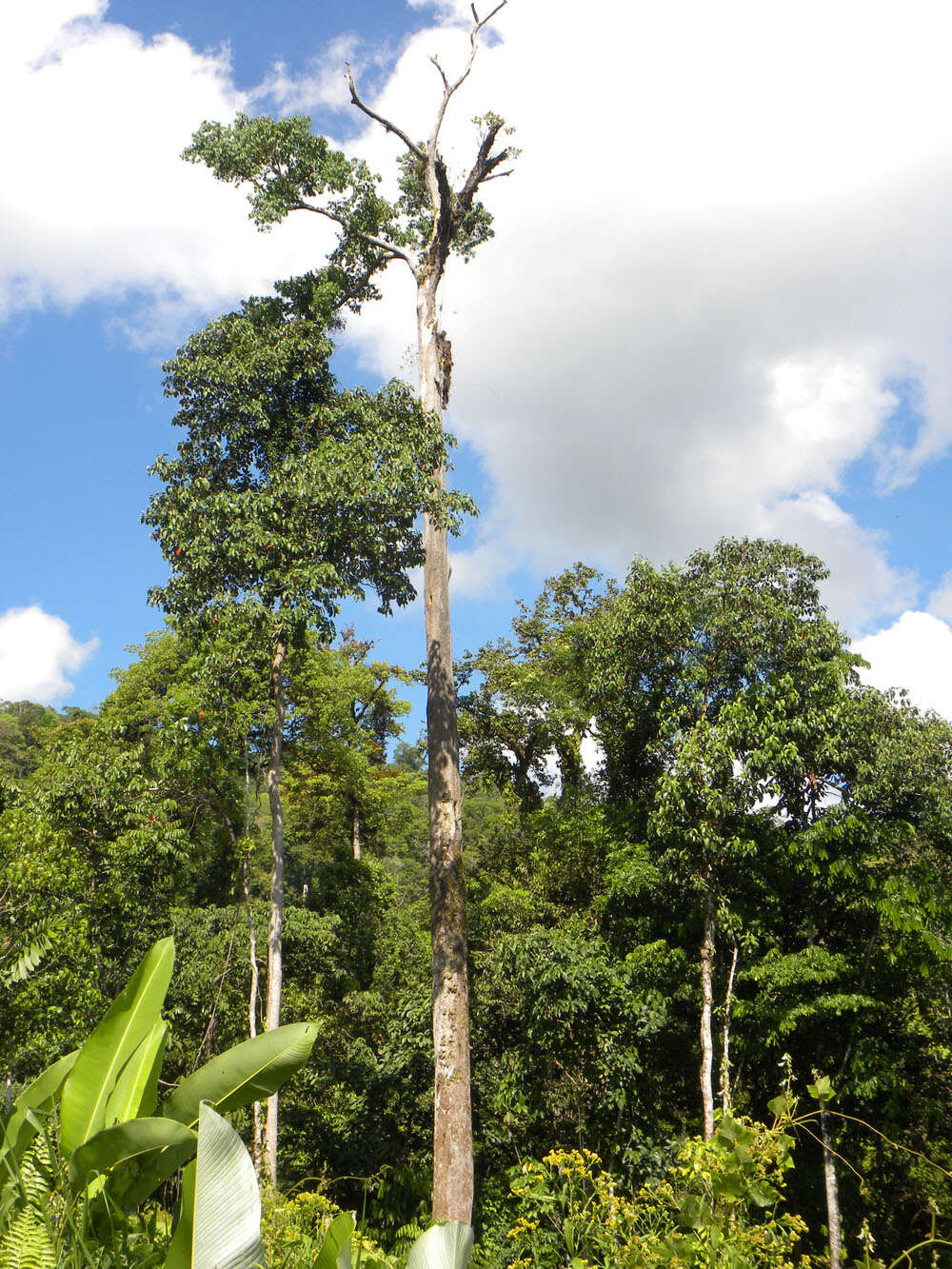 Imagem de Lecythis mesophylla S. A. Mori