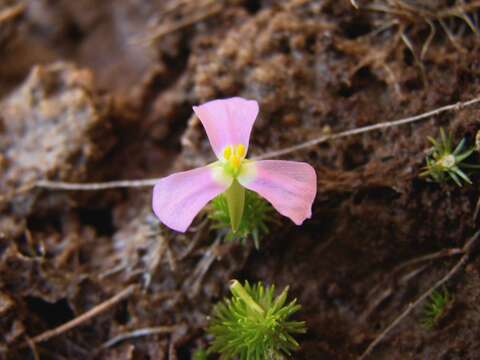 Image of bog-moss family