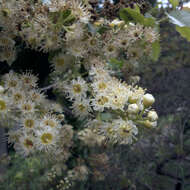 Plancia ëd Prunus ilicifolia (Nutt. ex Hook. & Arn.) D. Dietr.