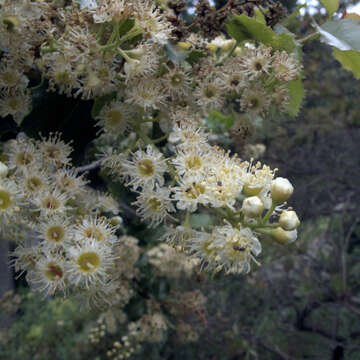 Plancia ëd Prunus ilicifolia (Nutt. ex Hook. & Arn.) D. Dietr.