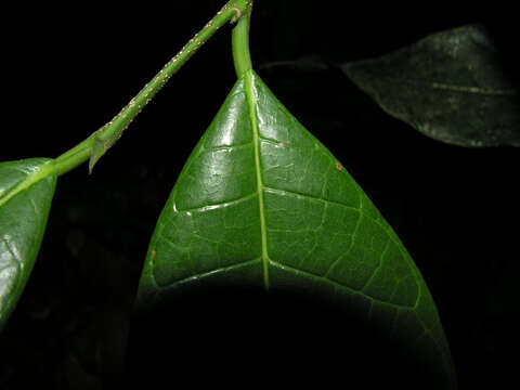 Image of Pubescent Sorocea (tree)