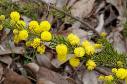 Image of Acacia ruppii Maiden & Betche