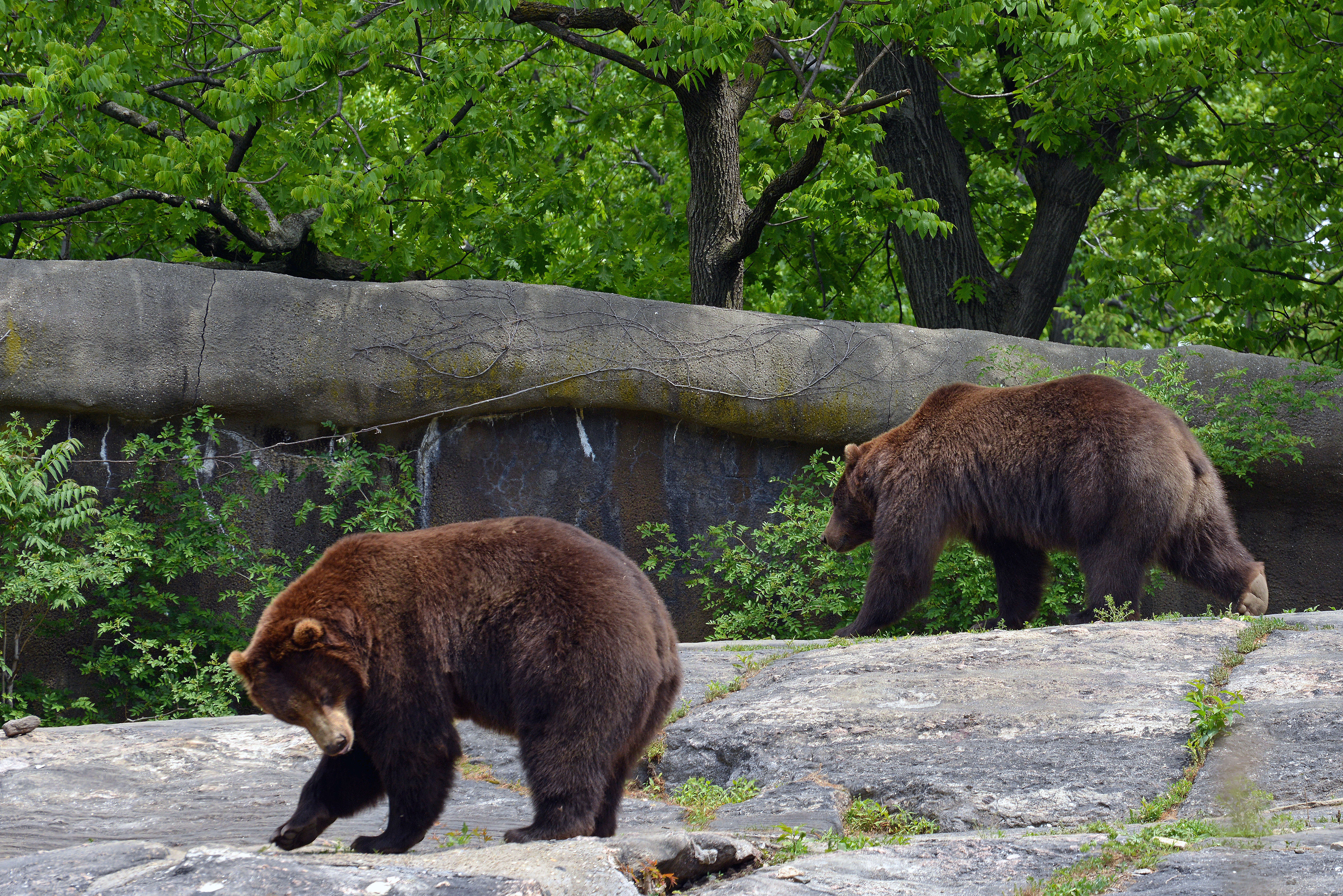 Image of Brown Bear