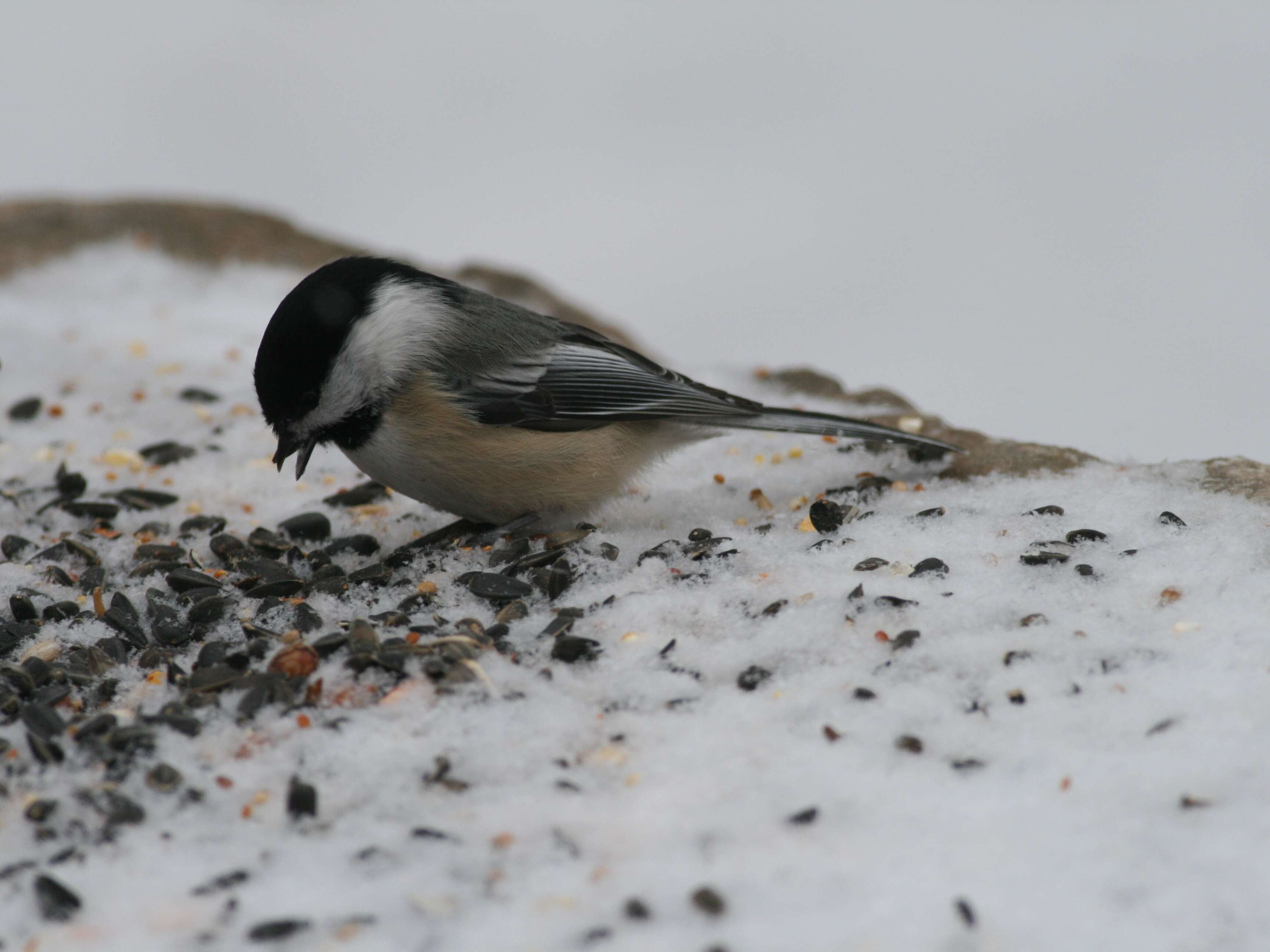 Image of Chickadee