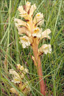 Image of Orobanche lutea Baumg.