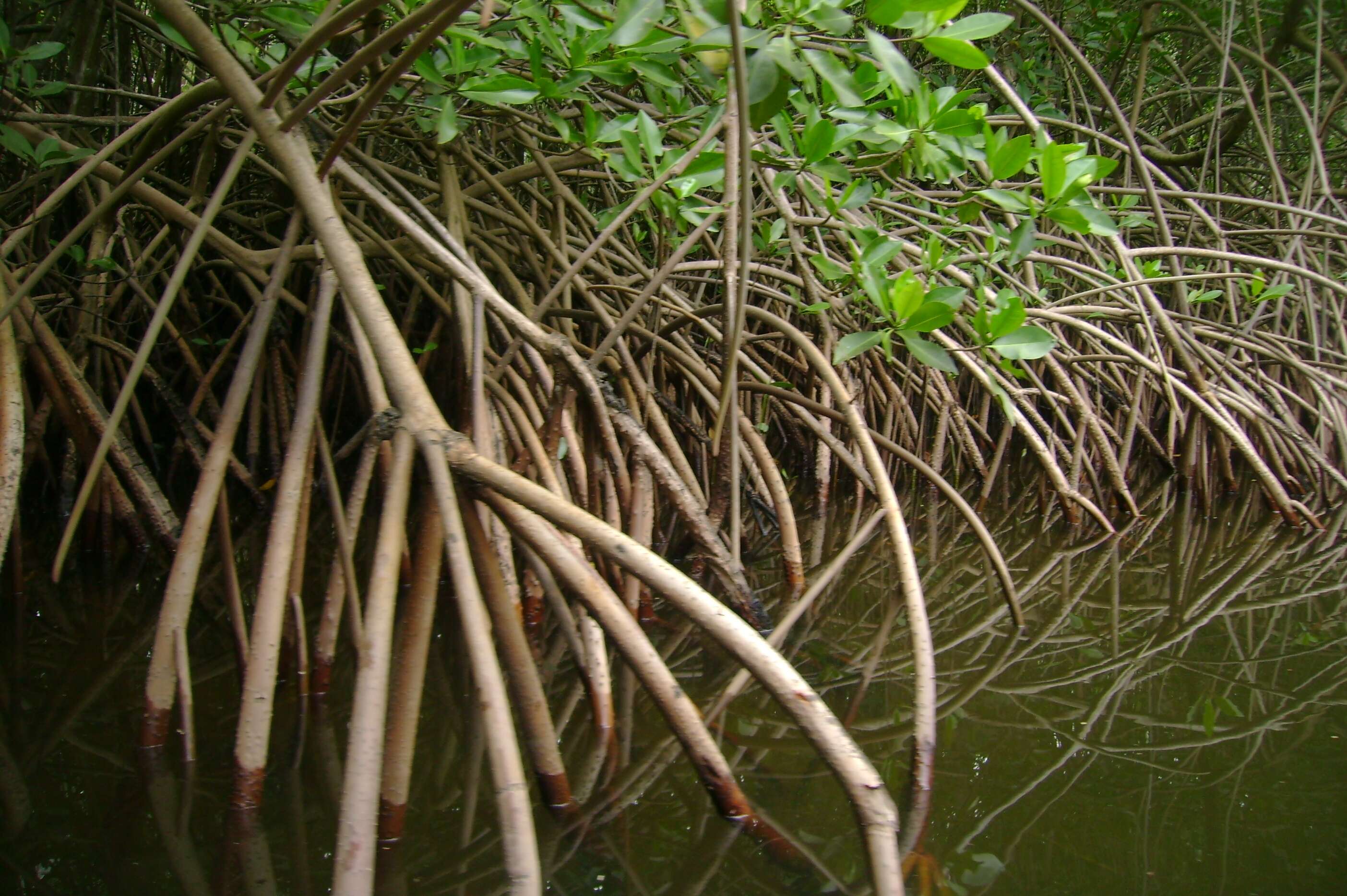 Image of mangrove