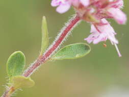 Thymus praecox subsp. praecox resmi