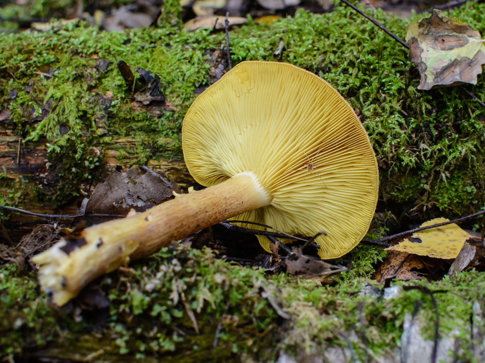 Image of Tricholomopsis rutilans (Schaeff.) Singer 1939