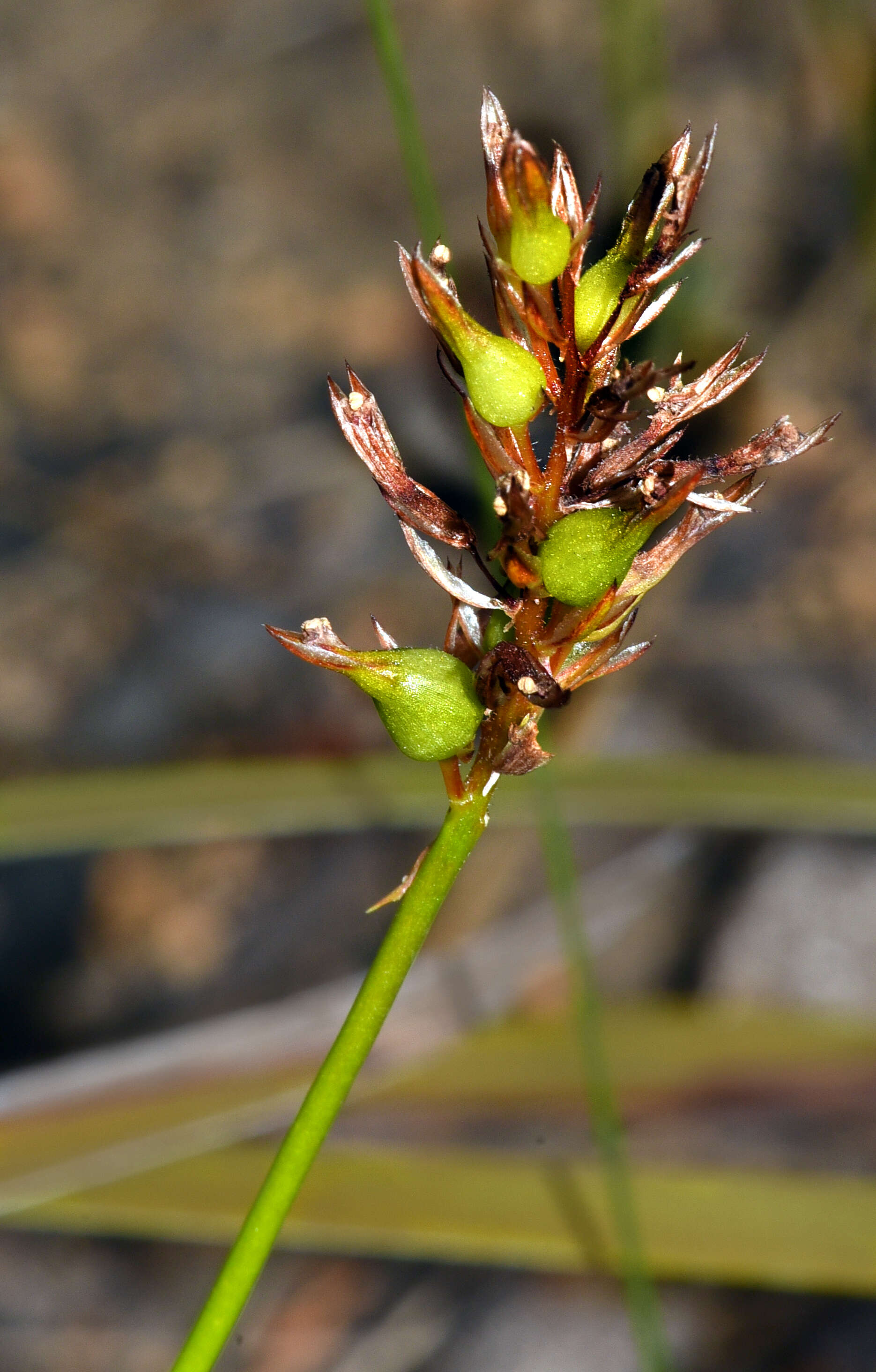 Image of Stylidium junceum R. Br.