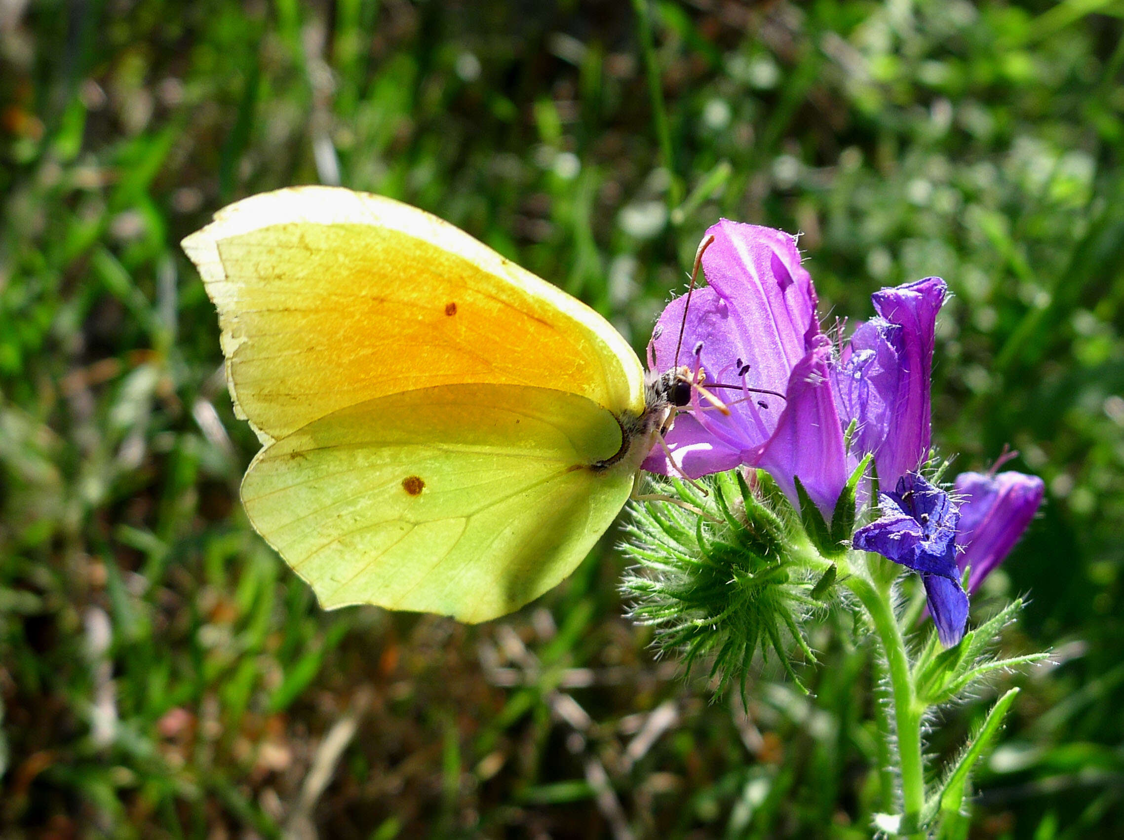 Image of Brimstones