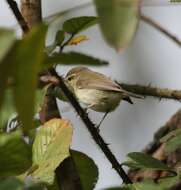 Image of Tytler's Leaf Warbler