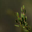 Image de Leptospermum coriaceum (Miq.) Cheel
