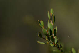 Image of green teatree