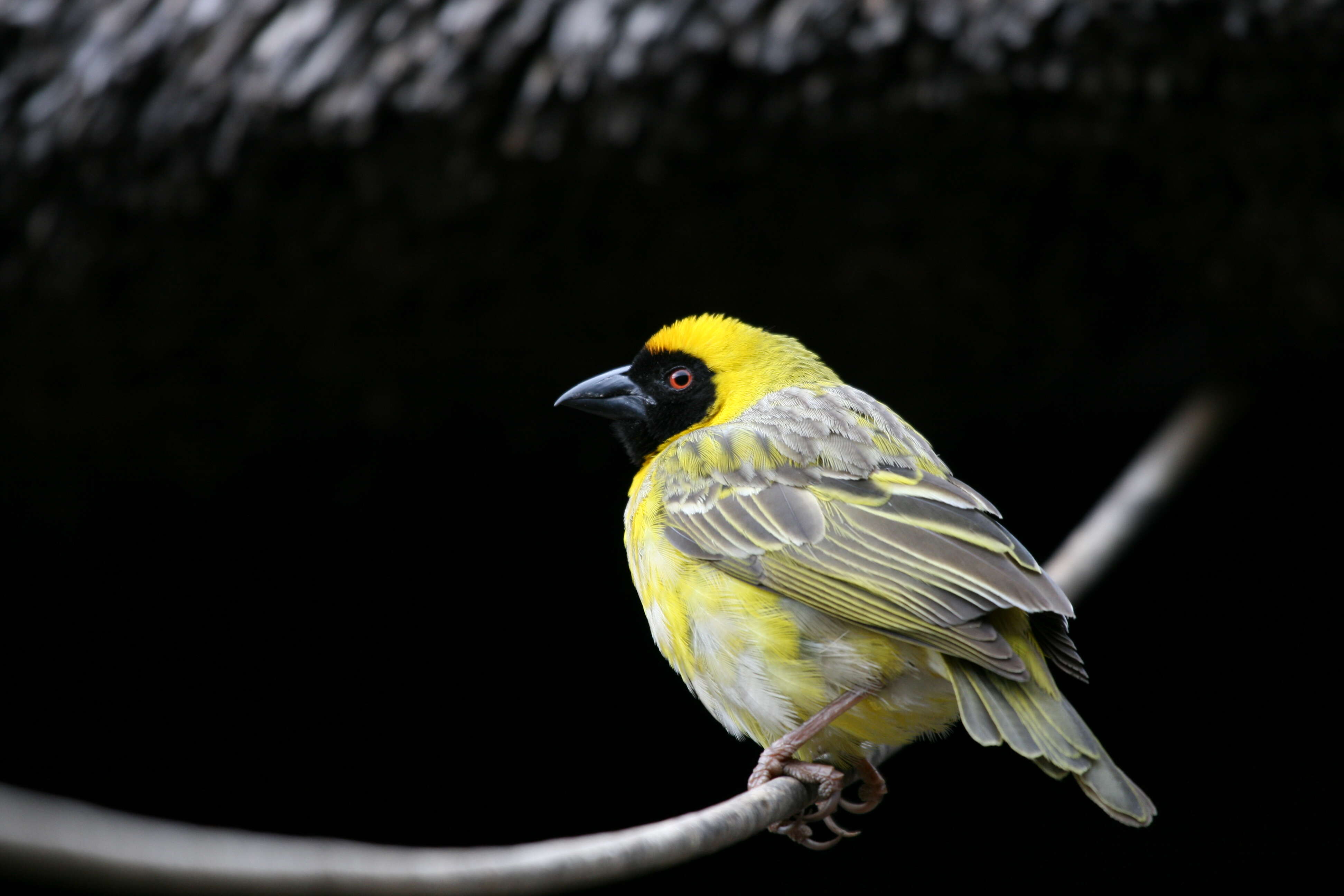 Image of African Masked Weaver