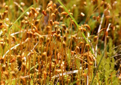 Image of ceratodon moss