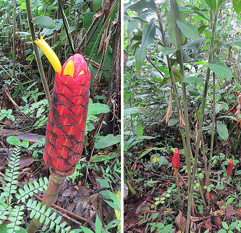 Image of Costus erythrocoryne K. Schum.