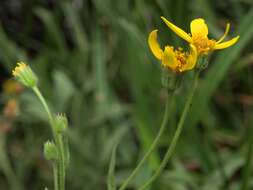 Image de Arnica longifolia D. C. Eat.