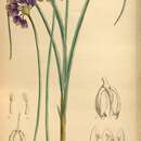 Image of Allium sikkimense Baker