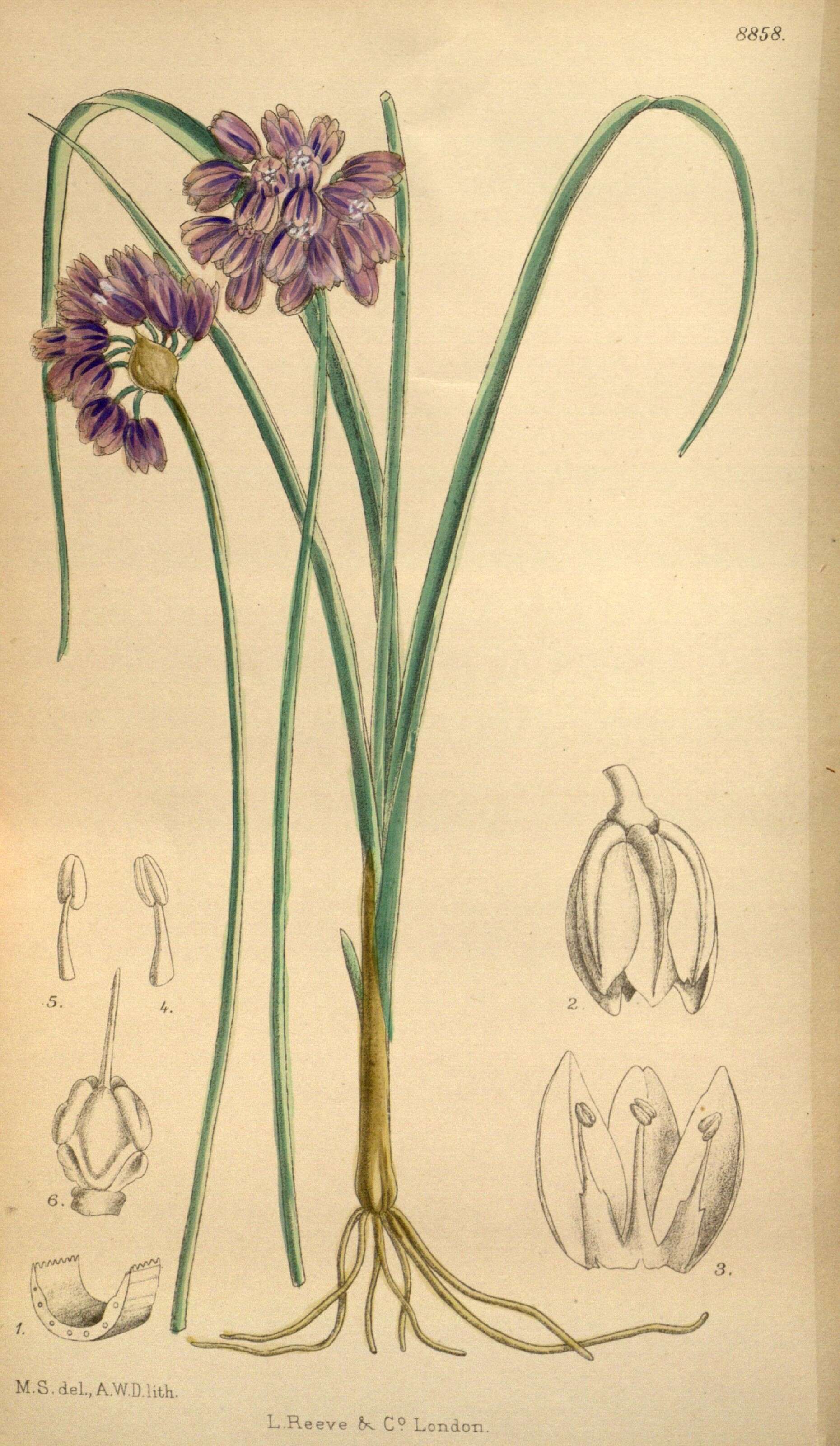 Image of Allium sikkimense Baker