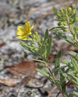 Image of Florida scrub frostweed