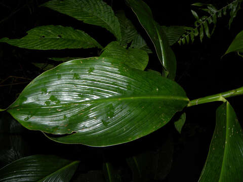 Image of Costus plicatus Maas