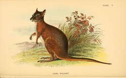 Macropus eugenii (Desmarest 1817) resmi