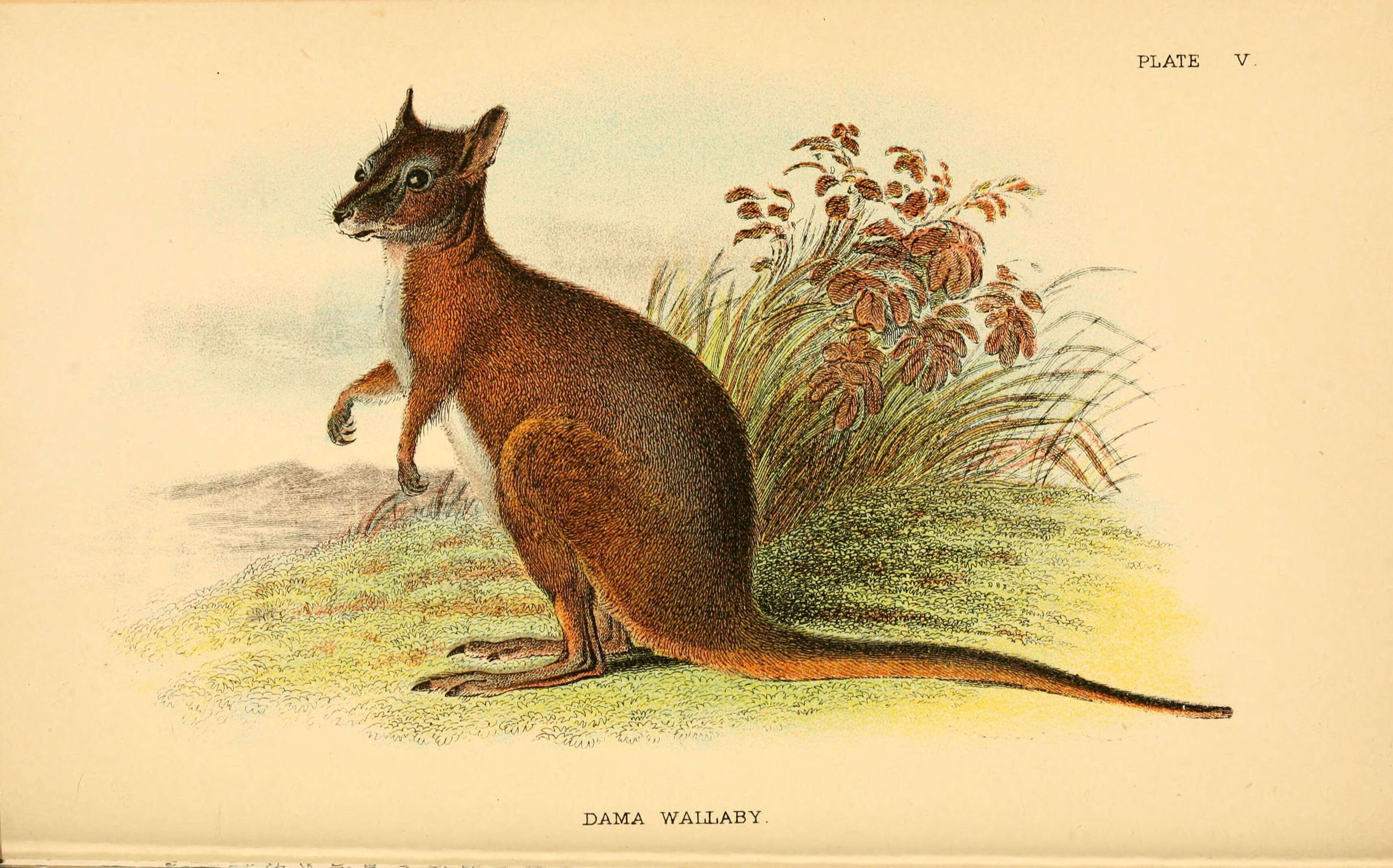 Image of wallaby