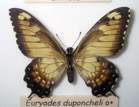 Image of Euryades